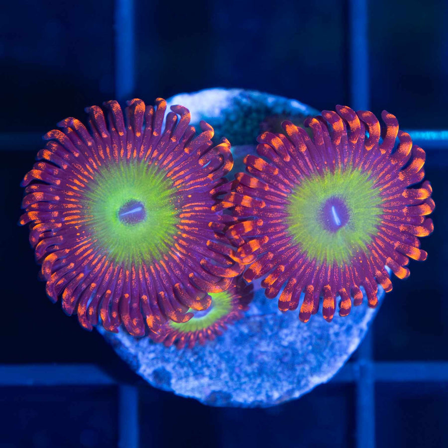 Candy Apple Red Zoa