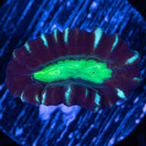 Candy Cane Coral 1 Polyp