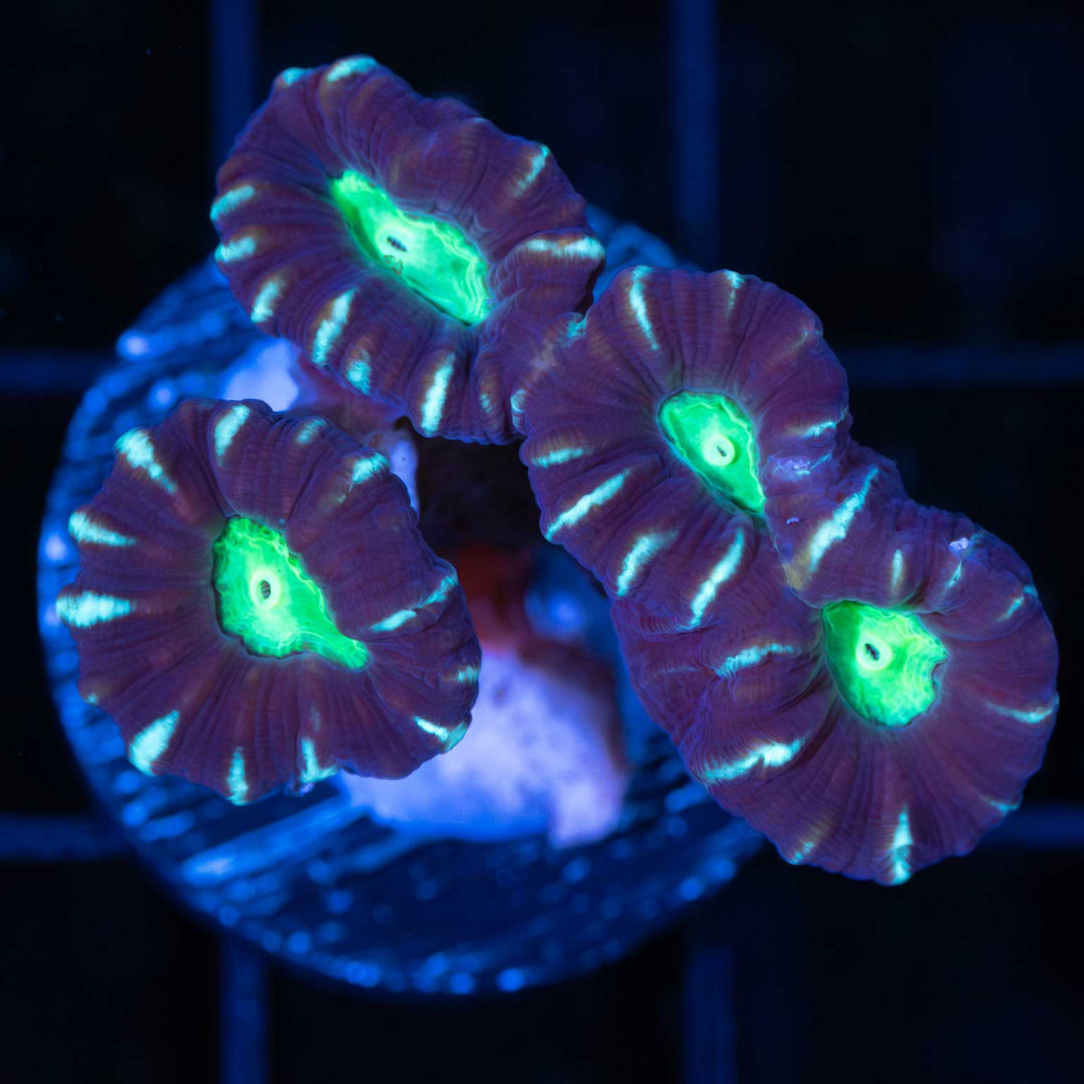 Candy Cane Coral 3 polyps