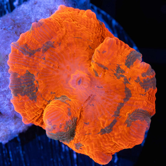 Candy Crush Mushroom Coral
