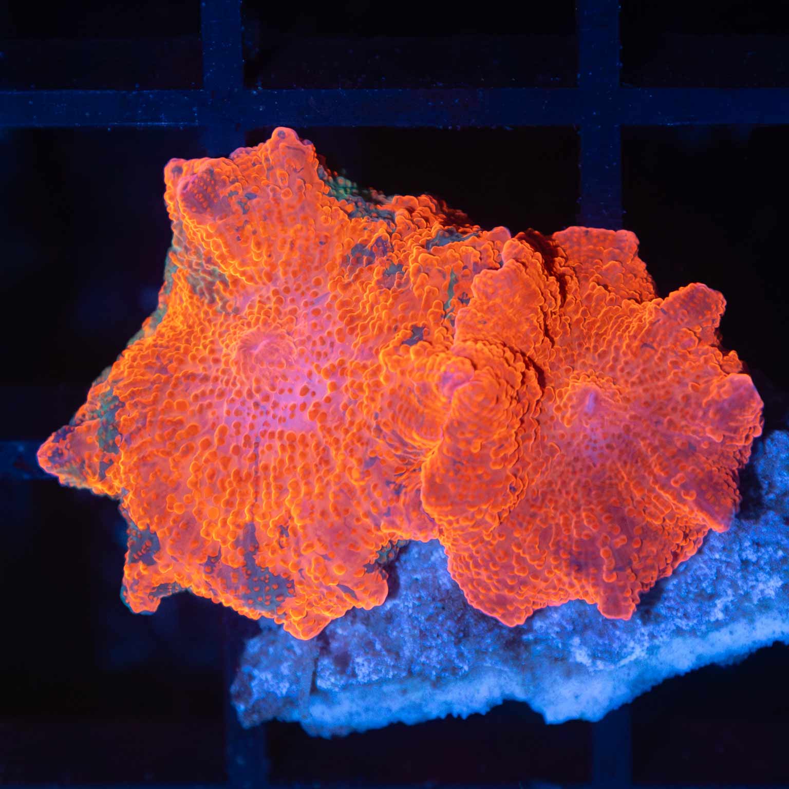 2 Candy Crush Mushroom Corals