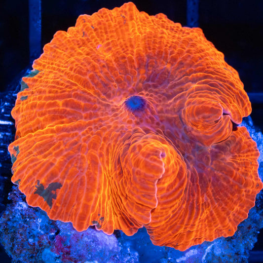 Candy Crush Mushroom