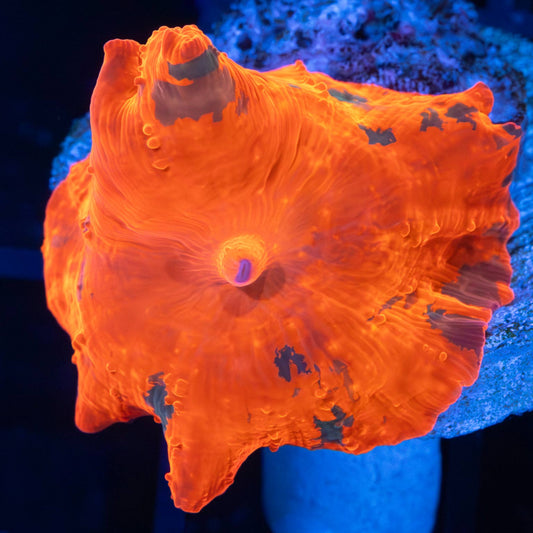 Multicolor Candy Crush Mushroom Coral