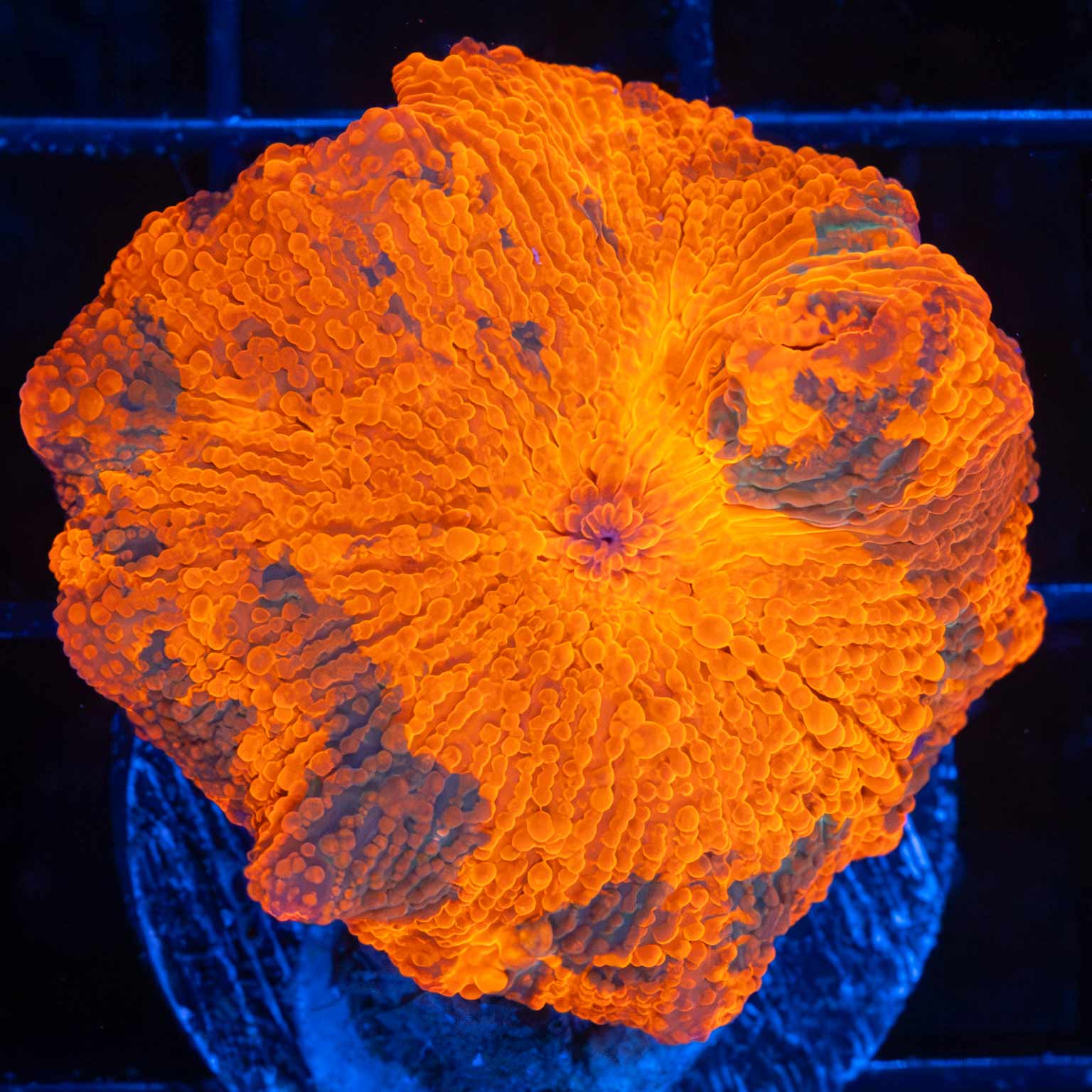 Candy Crush Mushroom Coral (50 Cent Size)