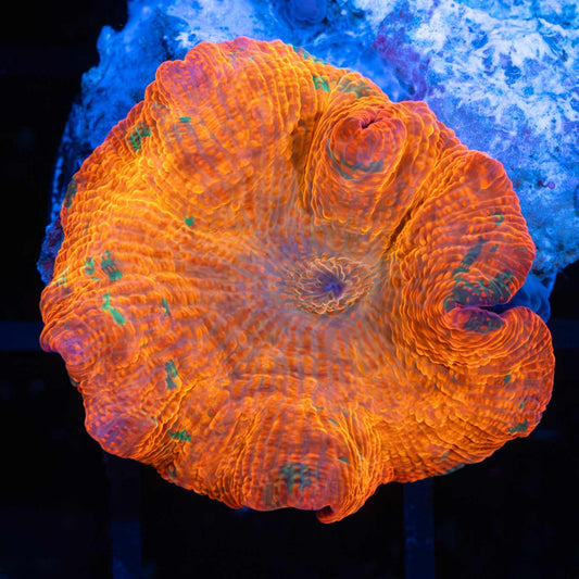 Candy Crush Mushroom
