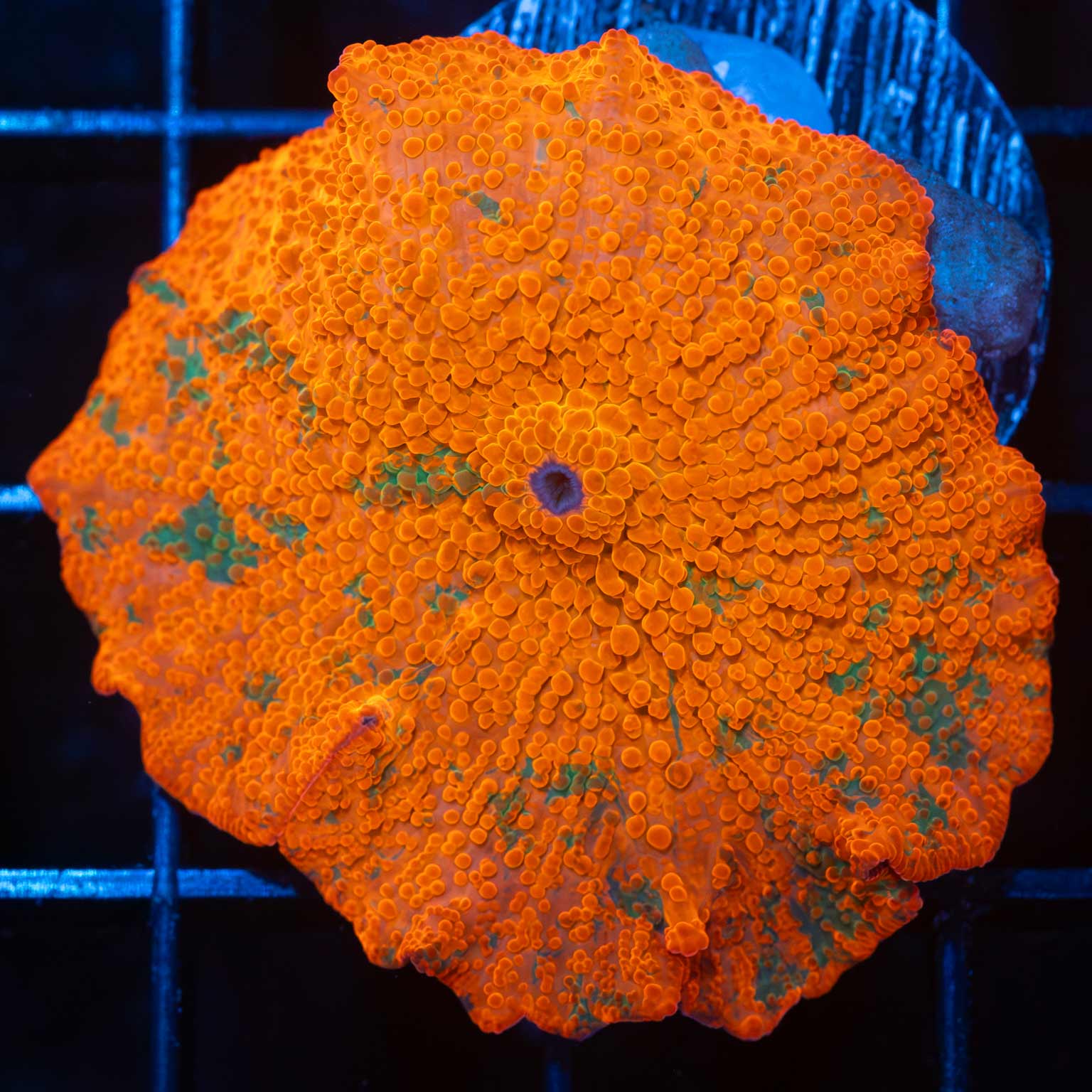 Large Candy Crush Mushroom Coral