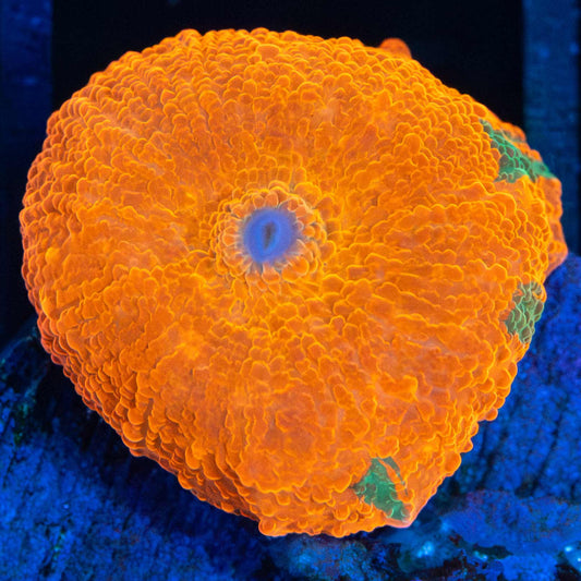 Candy Crush Mushroom