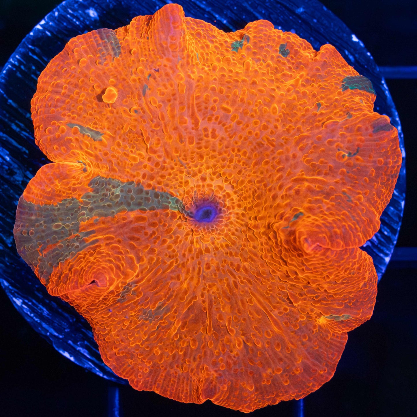 XL candy crush mushroom