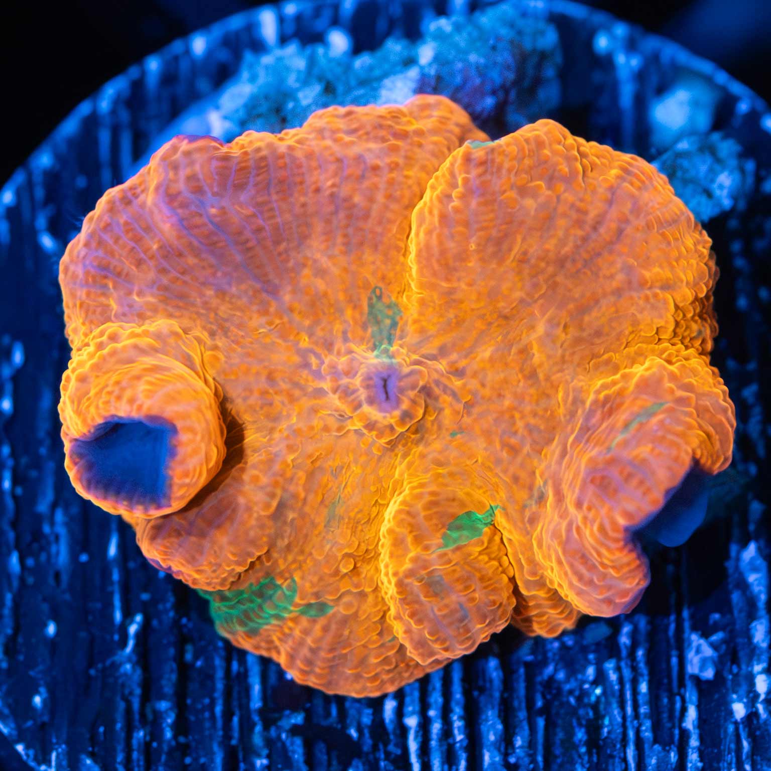 Candy Crush Mushroom