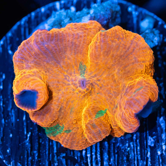 Candy Crush Mushroom