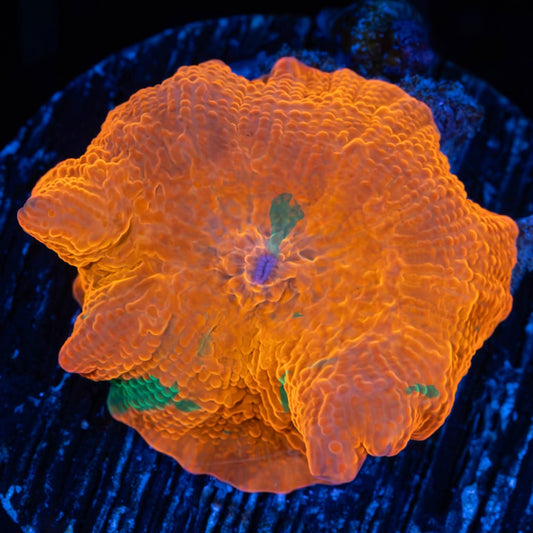 Candy Crush Mushroom Coral