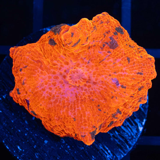 Candy Crush Mushroom