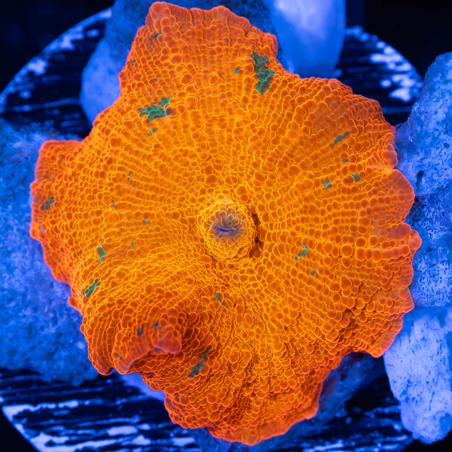 Large Candy Crush Mushroom Coral