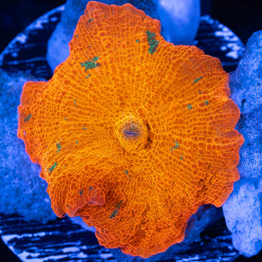 Large Candy Crush Mushroom Coral