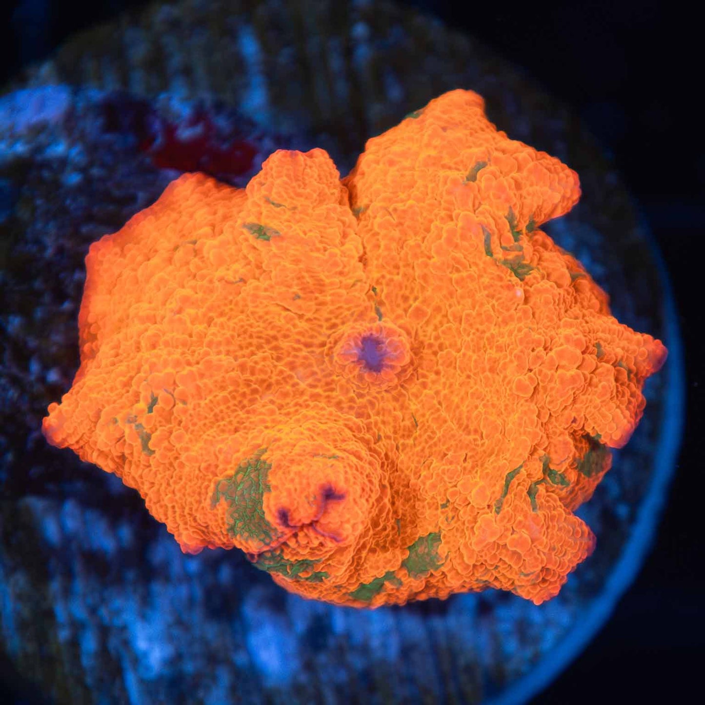 Candy Crush Mushroom Coral (Quarter Size+)