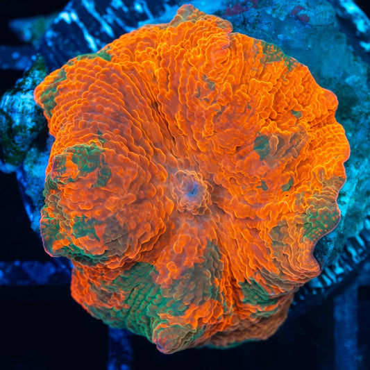 Candy Crush Mushroom