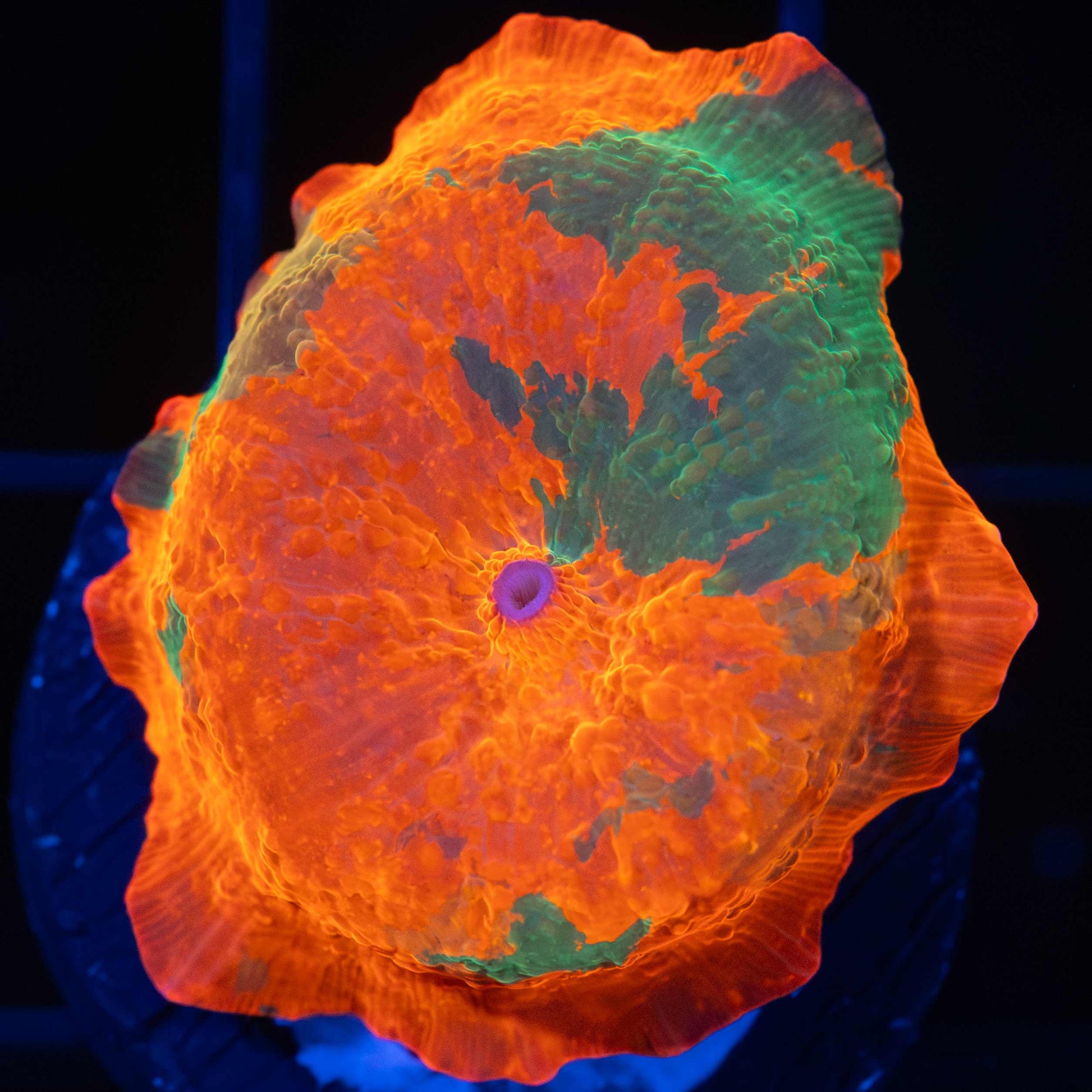 candy crush mushroom coral