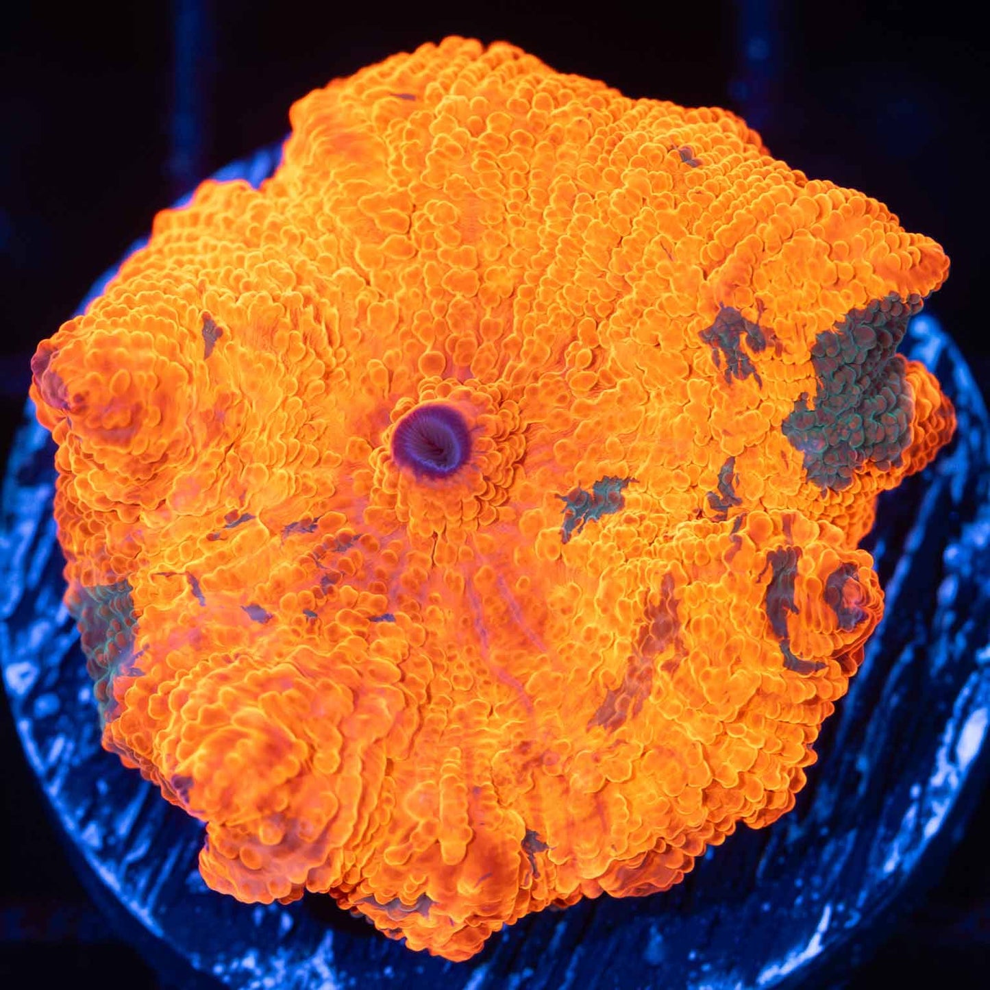 Candy Crush Mushroom Coral (Quarter Size+)