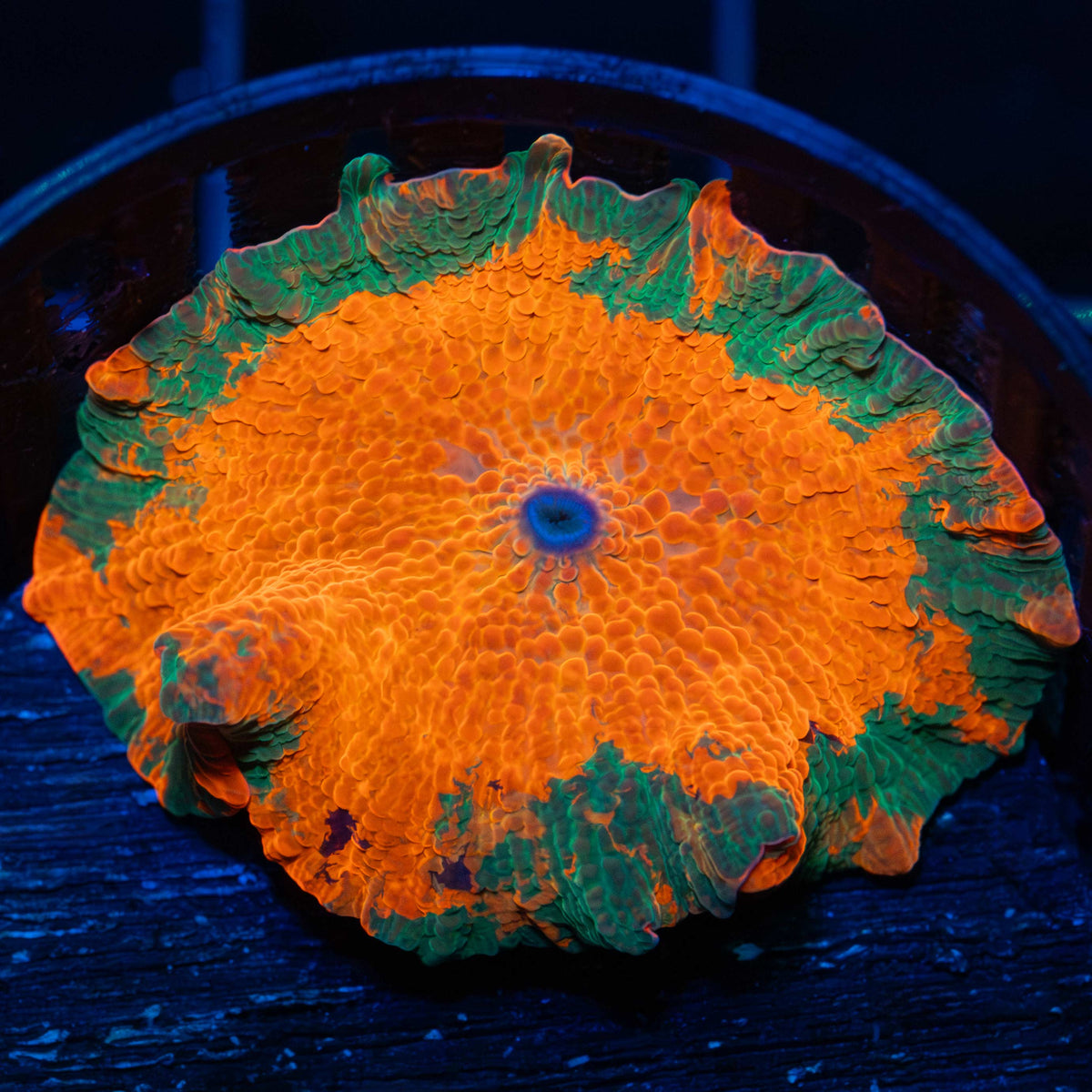 Large Rainbow Candy Crush Mushroom