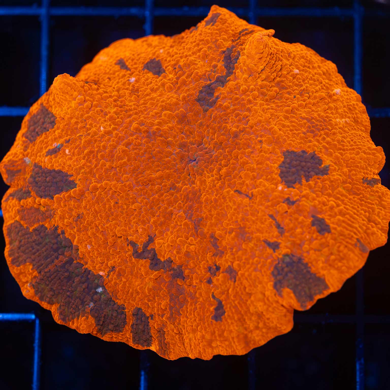 XL Candy Crush Mushroom 2.25" Lucky Corals