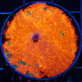 XL Candy Crush Mushroom
