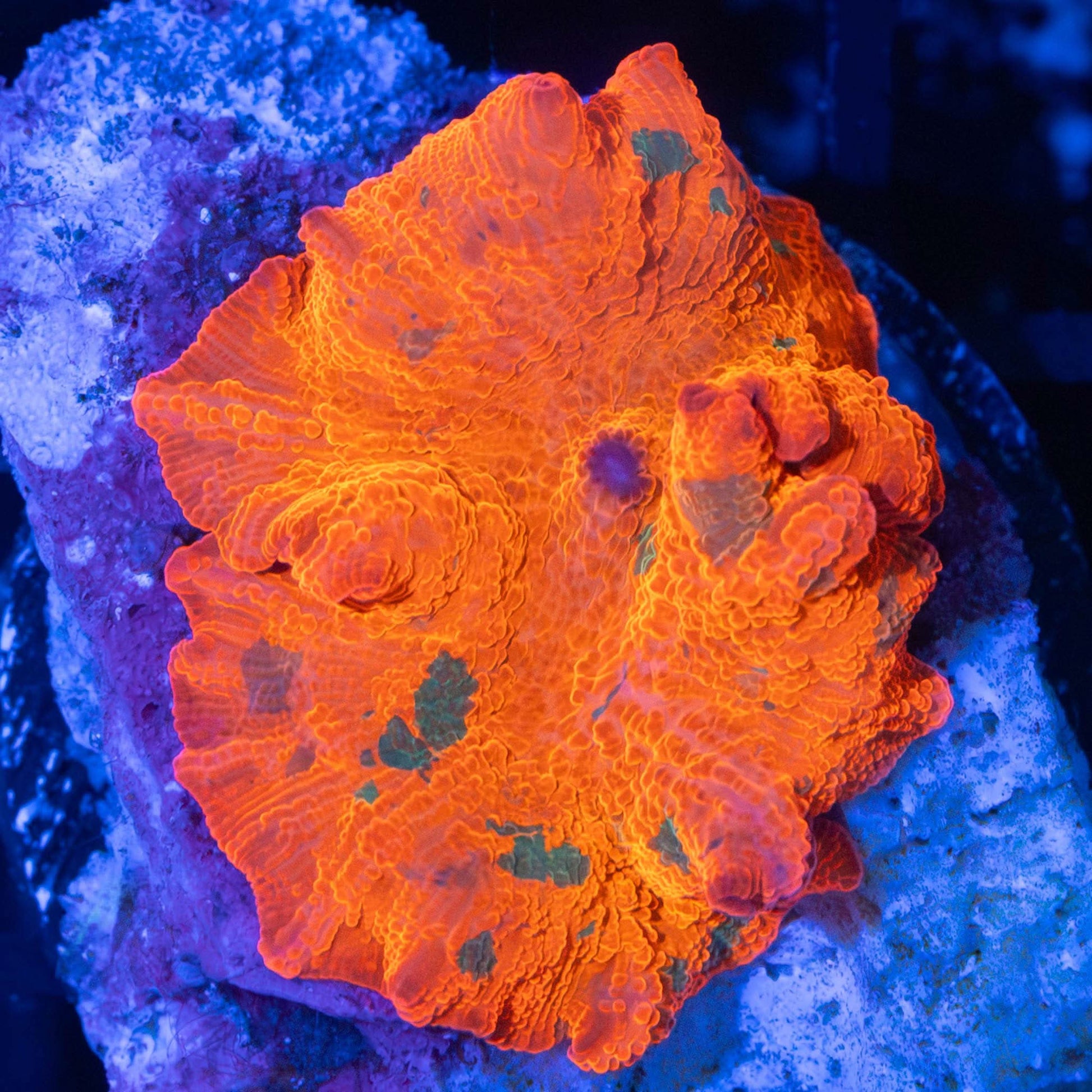Candy Crush Mushroom Coral