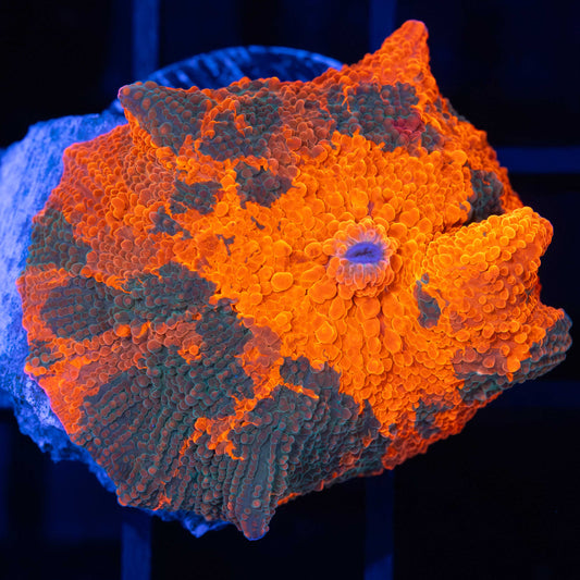 Large Candy Crush Mushroom Coral