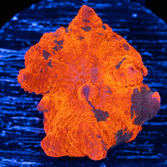 Candy Crush Mushroom Coral