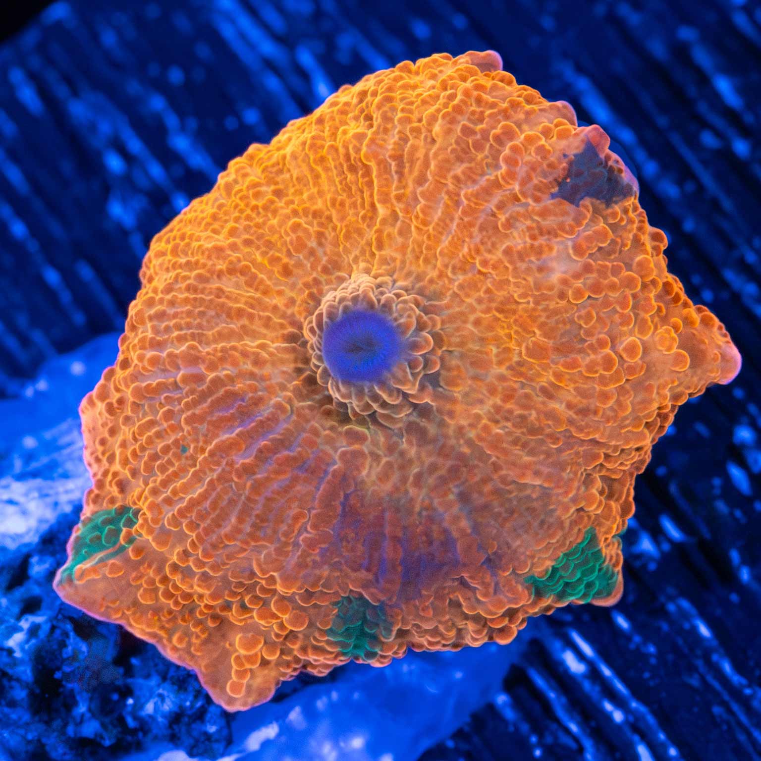 【きのこのこ】　Ray ring #11 Mushroom Corals For Sale - Overnight Shipping – Page 2 – Lucky Corals