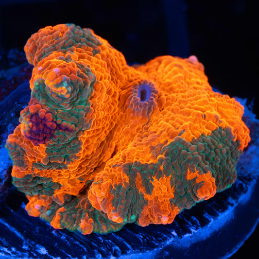 Candy Crush (With Purple, Pink, Blue!)