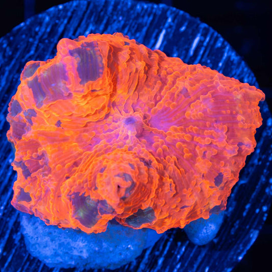 4 Color Candy Crush Mushroom Coral (1.25")
