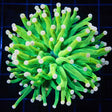 Carebear Torch Coral