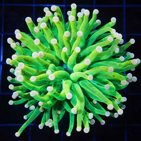 Carebear Torch Coral