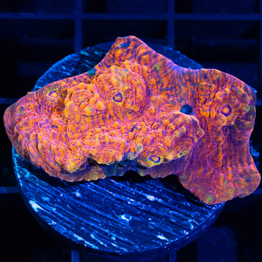 Rainbow Lava Chalice 1.75"