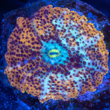spotted Discosoma mushroom coral