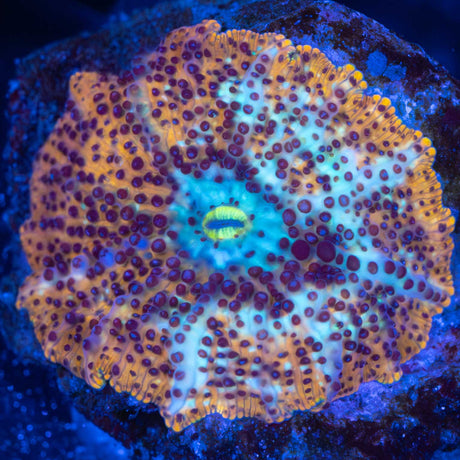 spotted Discosoma mushroom coral