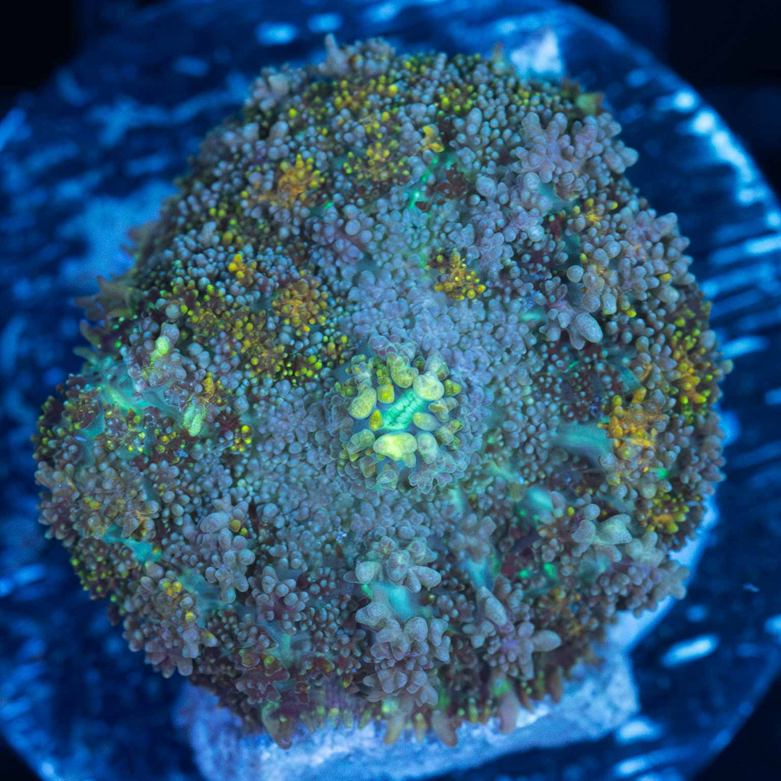 Multicolor Fuzzy Mushroom Coral