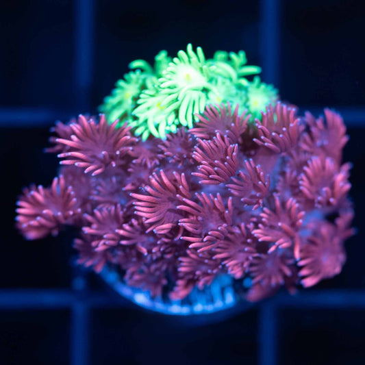 2 Color Goni Coral Combo