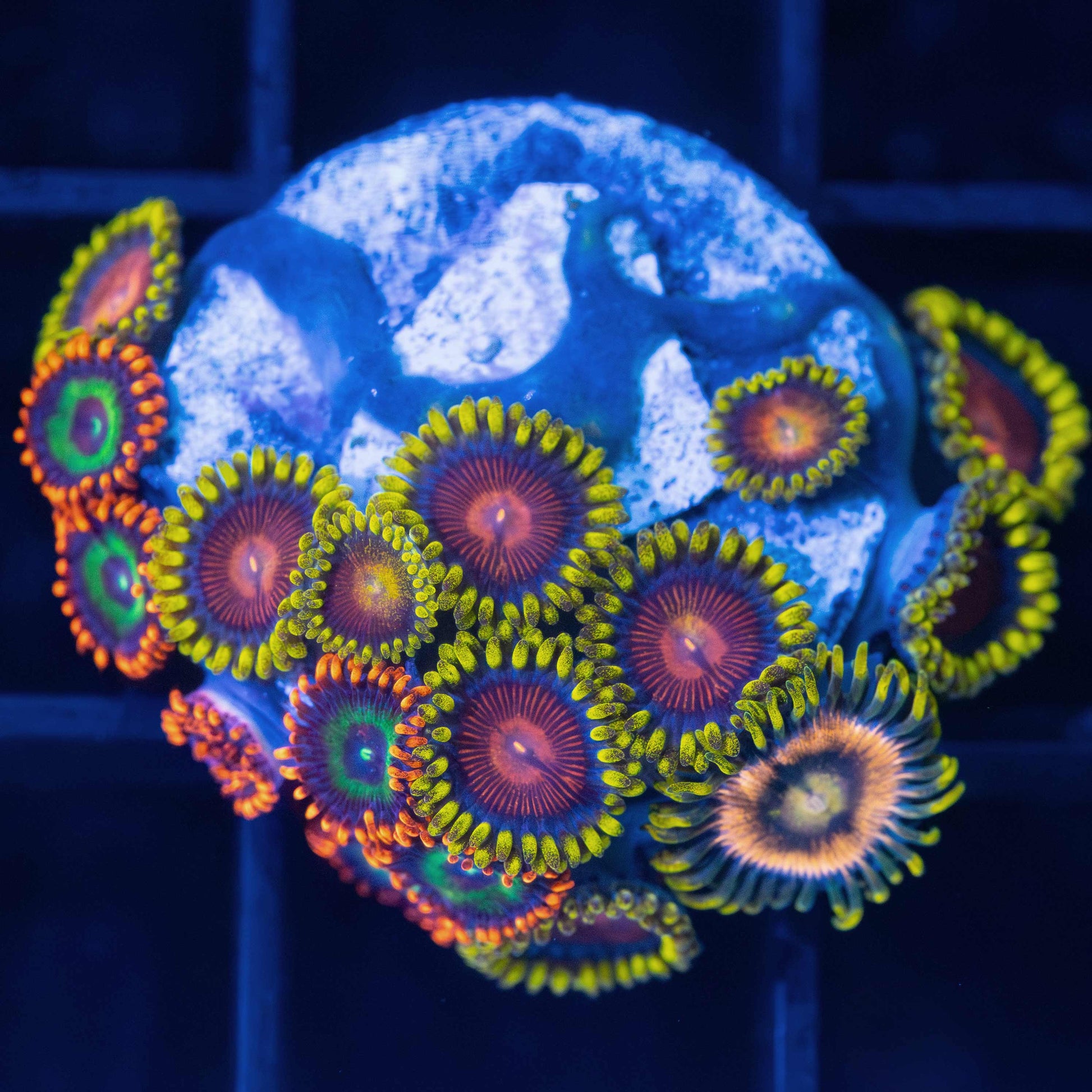 Hyper Color / EOF / Laser Lemon Combo