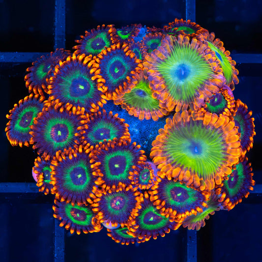 Oompa Loompa / Emeralds on Fire Zoas