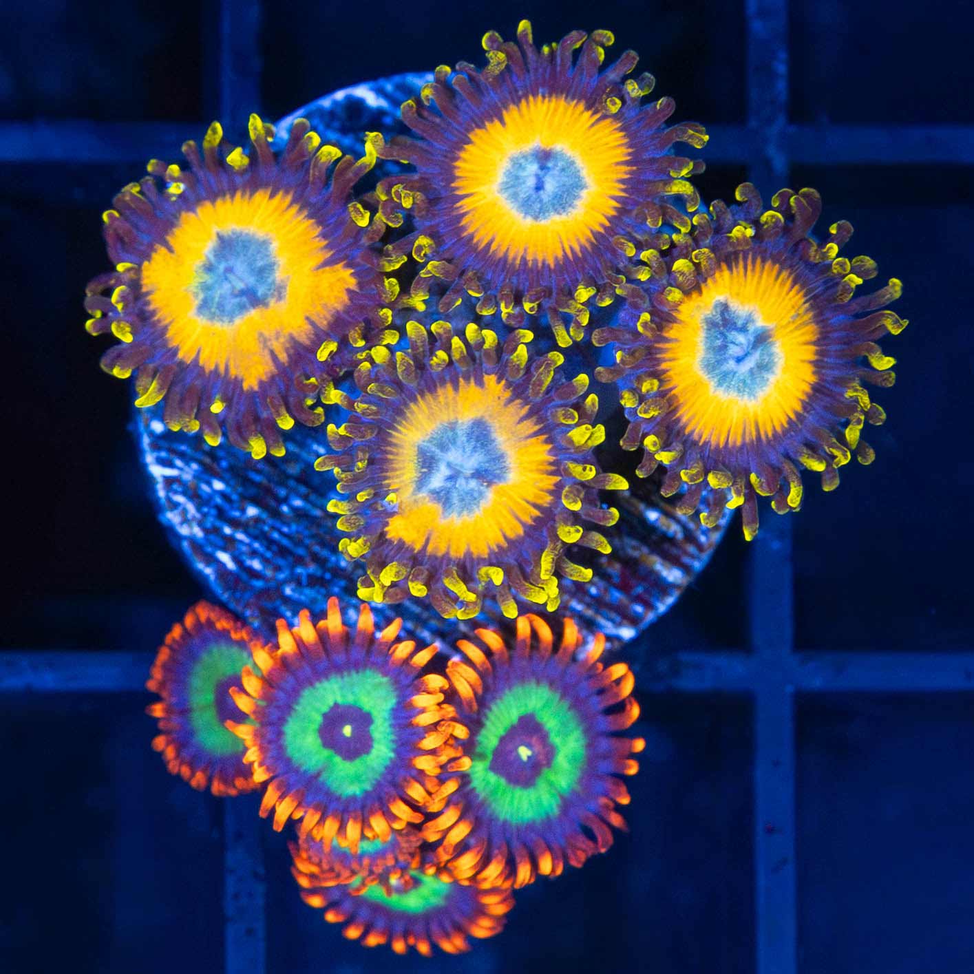 Emeralds on fire / Scrambled Egg Combo (8 polyps)