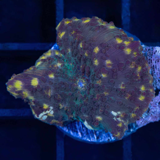 Unique Mushroom Coral