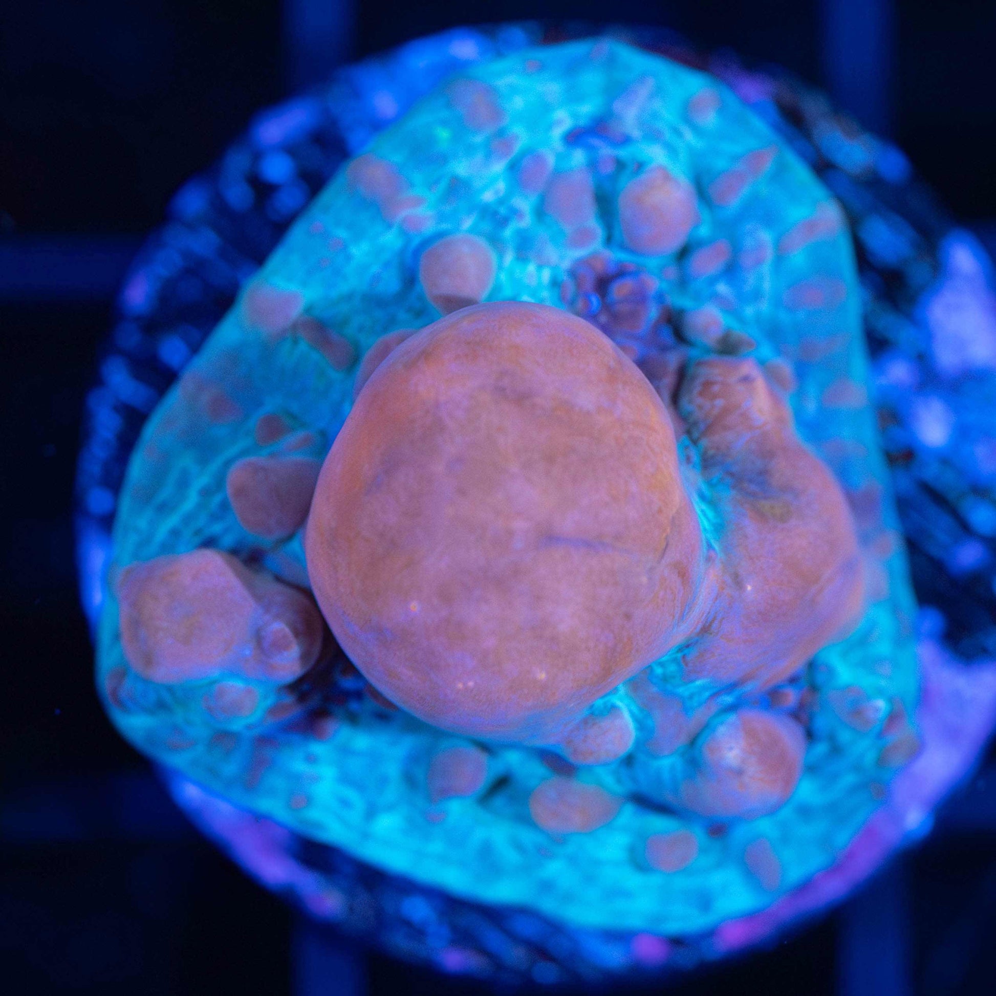 Cosmic Bounce Chalice