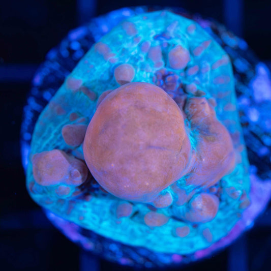 Cosmic Bounce Chalice