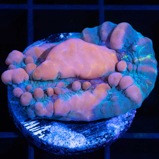 Cosmic Bounce Chalice