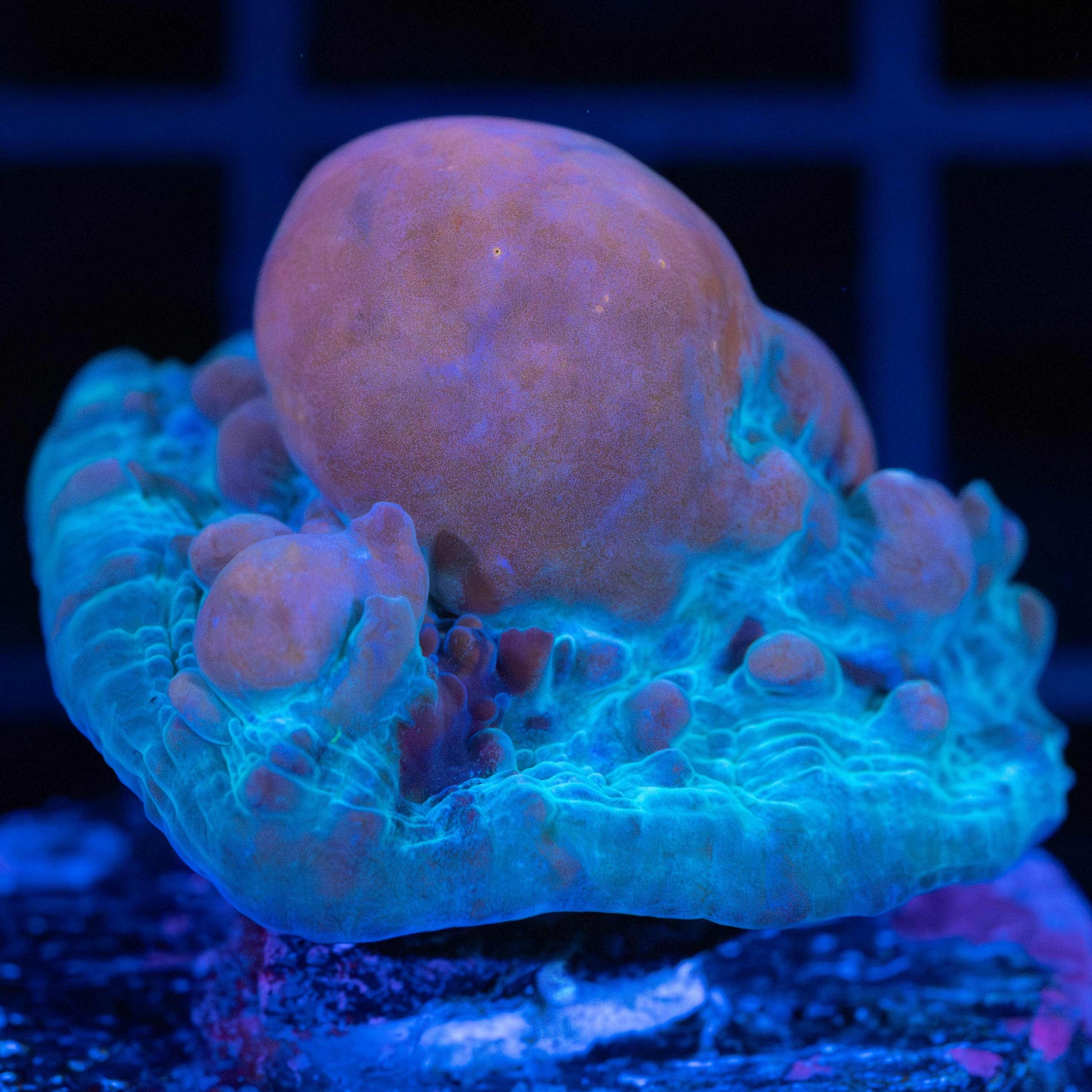 Cosmic Bounce Chalice