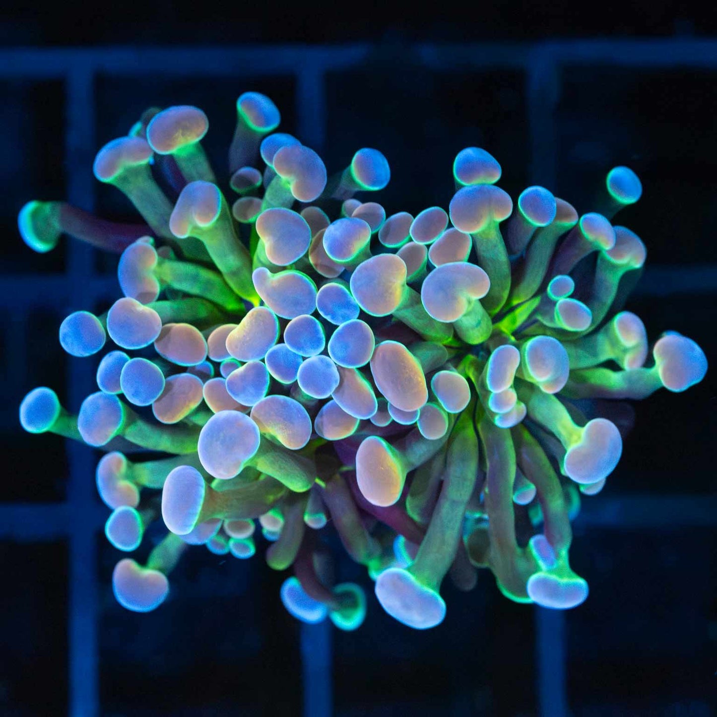 2 Heads Cotton Candy Hologram Hammer Coral