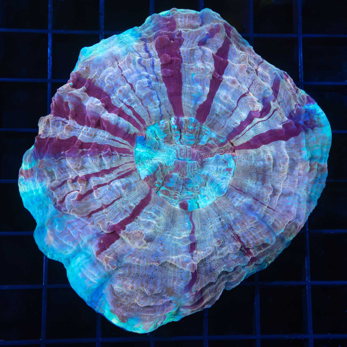 Cotton Candy Acanthophyllia