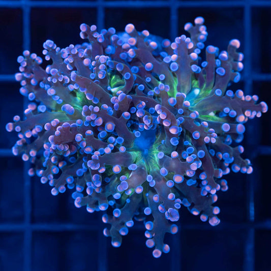 3 Heads Cotton Candy Frogspawn (Nice!)