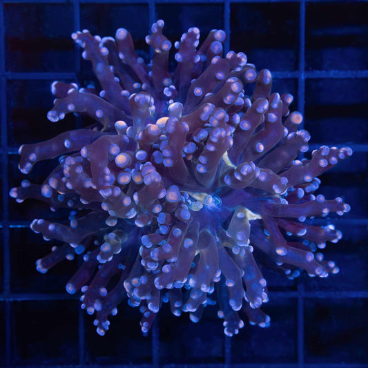 Cotton Candy Frogspawn (Splitting 3 ways)